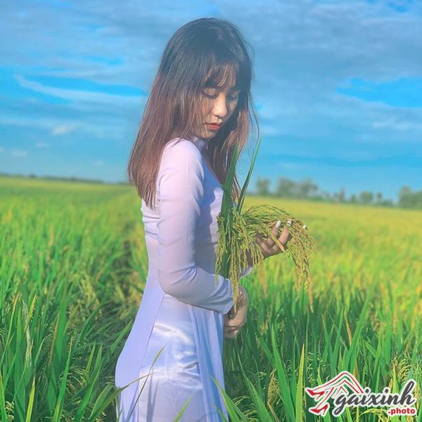 Ảnh Gái Xinh Mang Áo Dài gái xinh mang áo dài đồng lúa