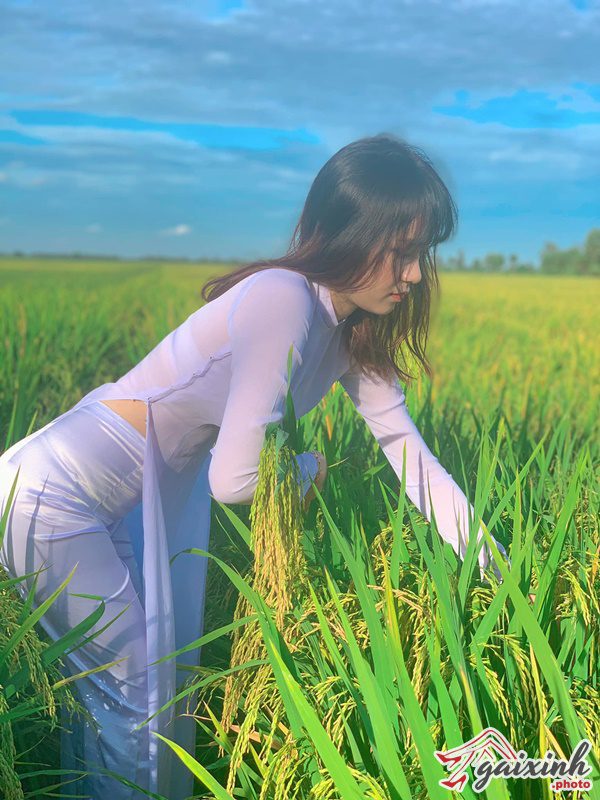 Ảnh Gái Xinh Mang Áo Dài hình gái xinh mang áo dài đồng lúa